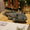 Axolotl bleu peluche 45cm-Black / 45cm